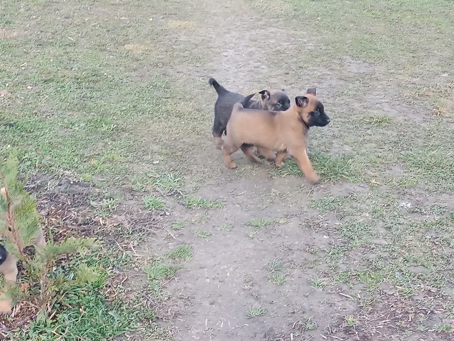 Donez 4 femele Ciobanesc belgian