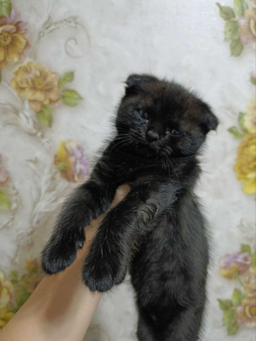 Котята скотиш фолд и страйт