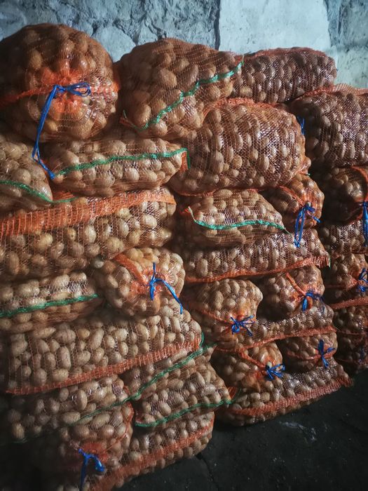 Cartof de sământă roși si albi!