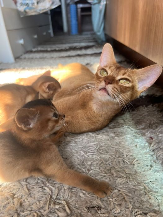 АБиссинская кошка