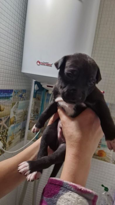 Продам Щенков Питбуля!