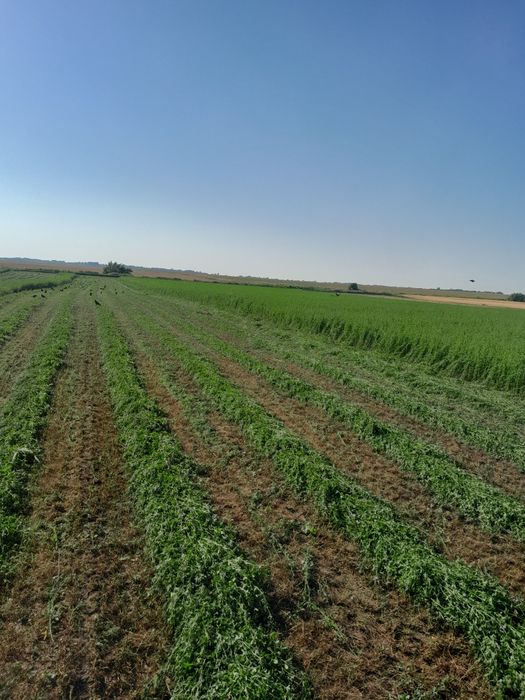 Baloti lucerna disponibili