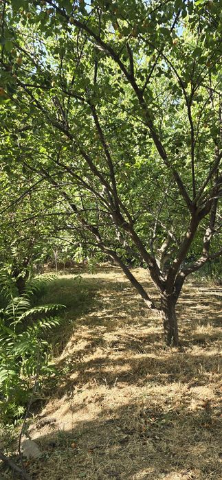 Дурмон цен.3сот.ер.