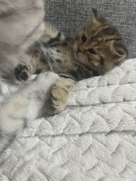 Котята скотиш фолд ,скотиш страйт