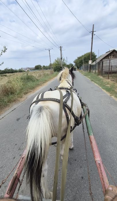 Ponei castrat , accept schimb cu animale