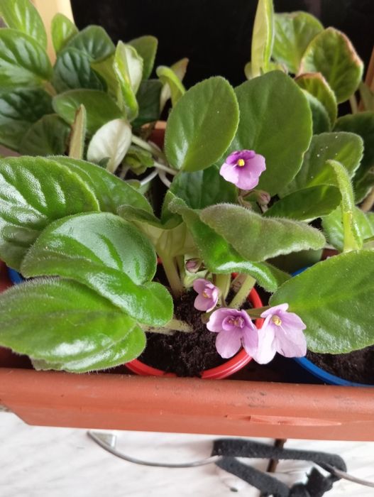 Комнатные цветы фиалка