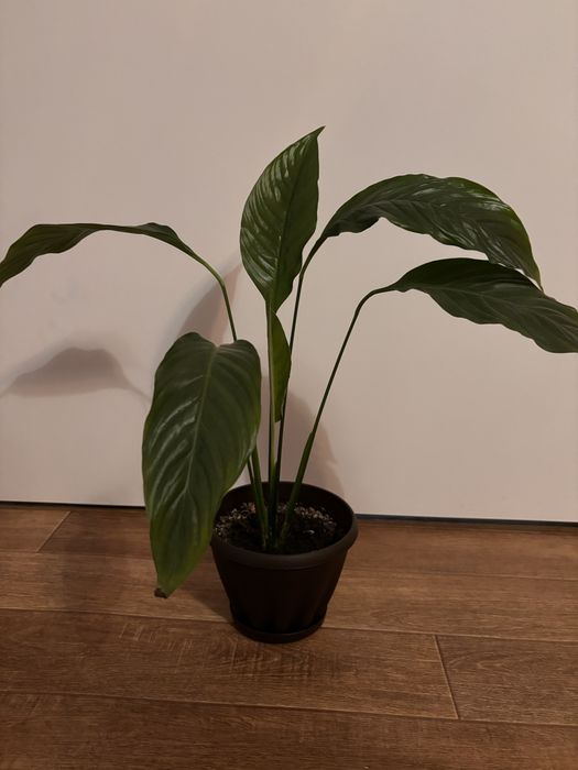 Цветы женское счастье