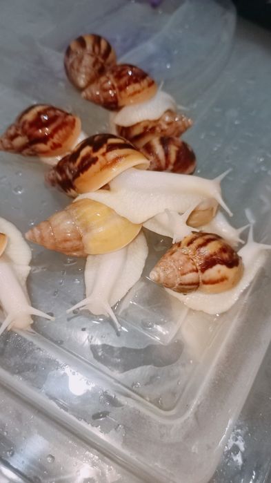 Mox, Ulitka unga kerakli ozuqalar Kalse smes, torf, mox, sepya.