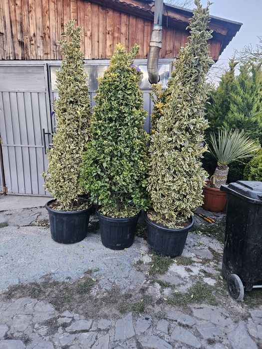 Leylandi Camelia japonica yuca rostrata photinia