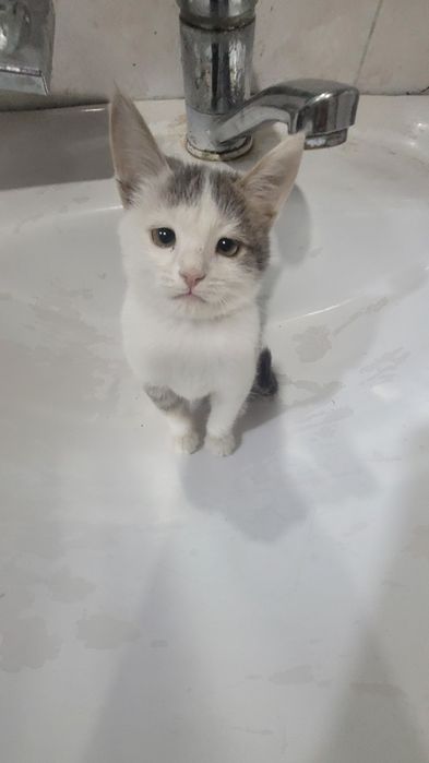 Sinyarita sotiladi  tozza mushuk doim yuvib taralgan