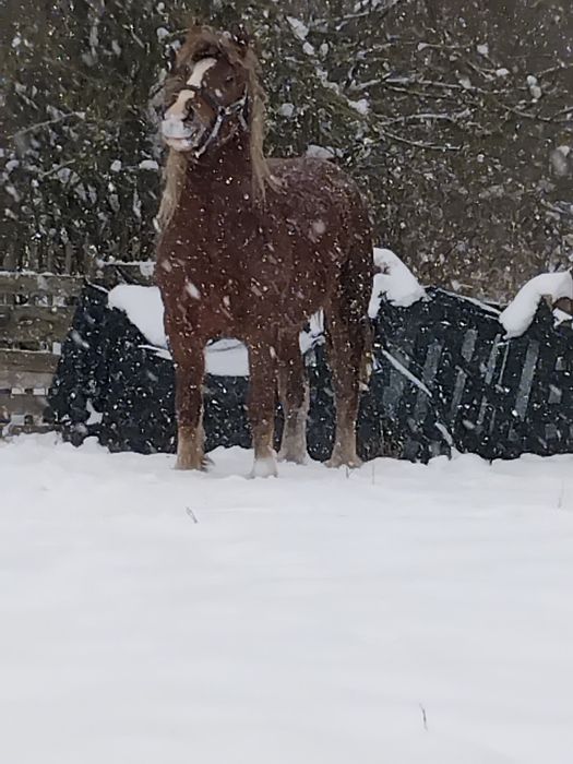 Vând iapă de 5 ani