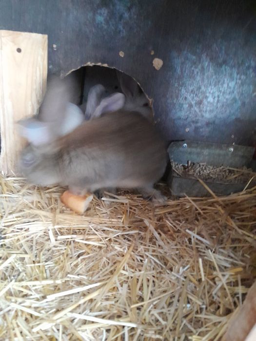 Кролики  крольчата