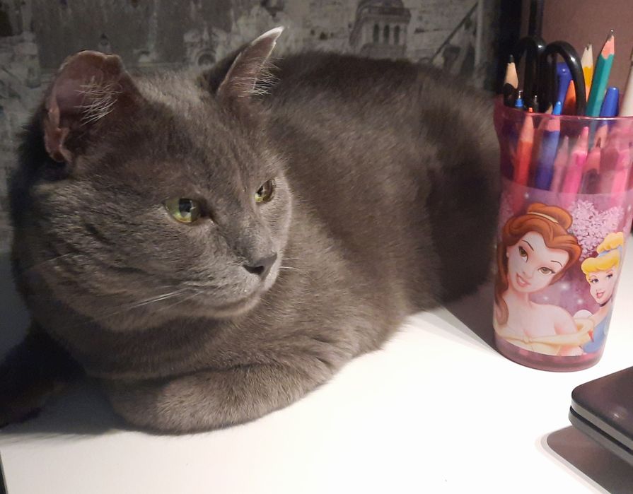 Отдам кота в добрые руки !!!