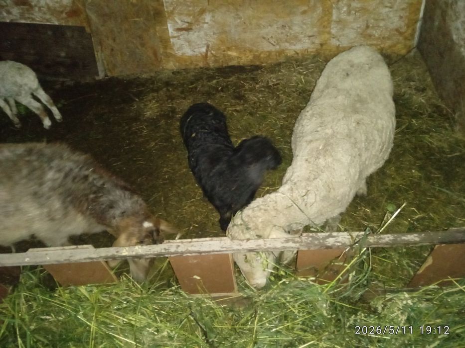 Продам баранов матки и один кошкар