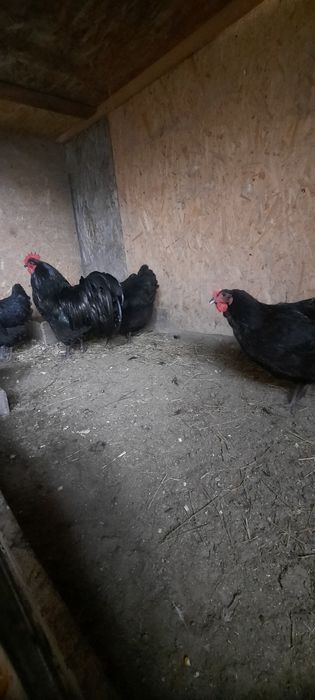 Disponibil fam 3+1 plymouth rock barat,paduana 2+1