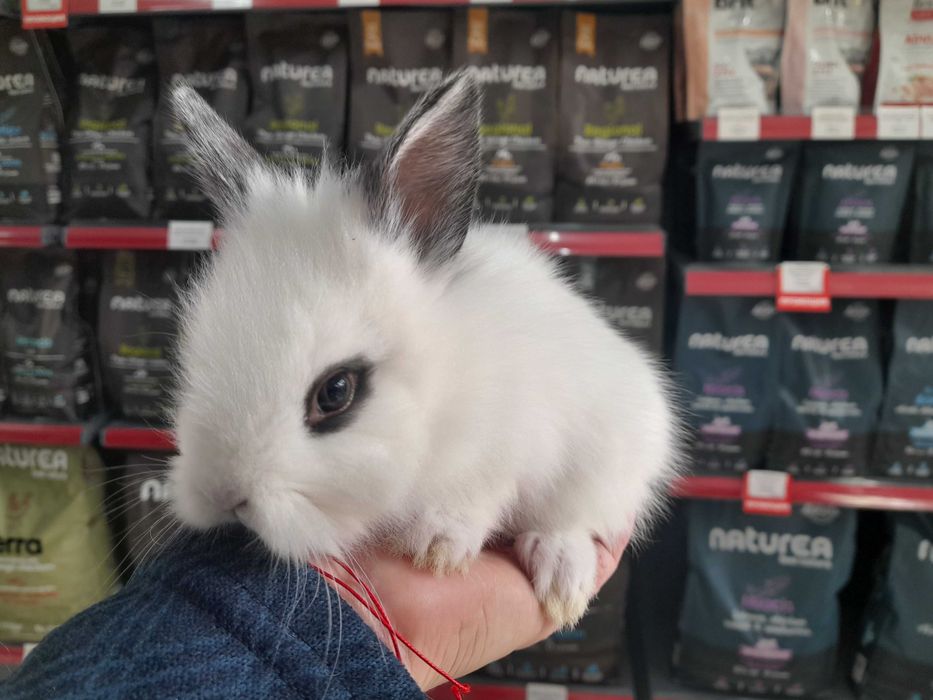 Декоративни мини зайчета