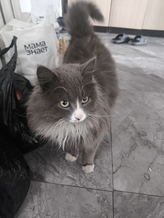 Отдам кота бесплатно