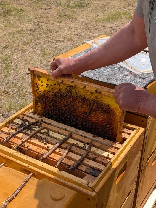 Vând 20 stupi de albine