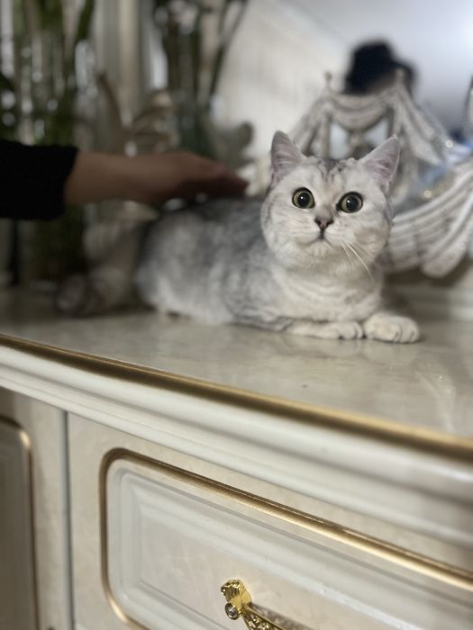 Серебряная шиншилла киз бола