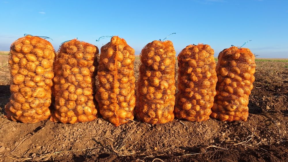 Vând cartofi albi de consum 1.20