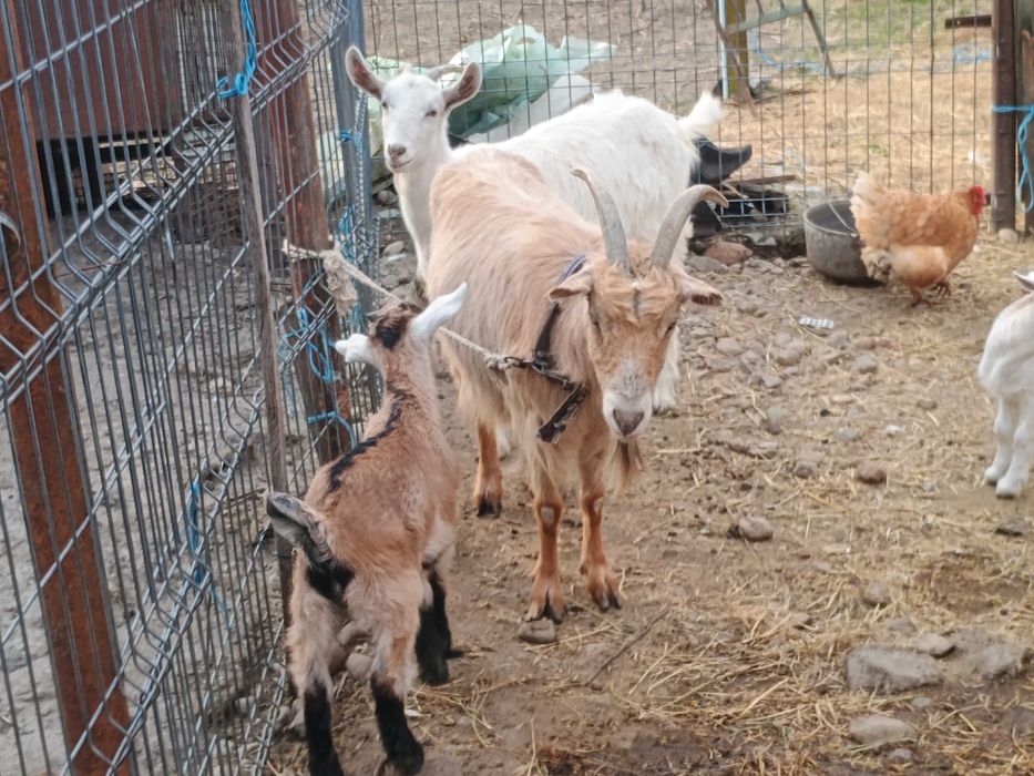 Vând 2 capre românești, fiecare cu câte un ied