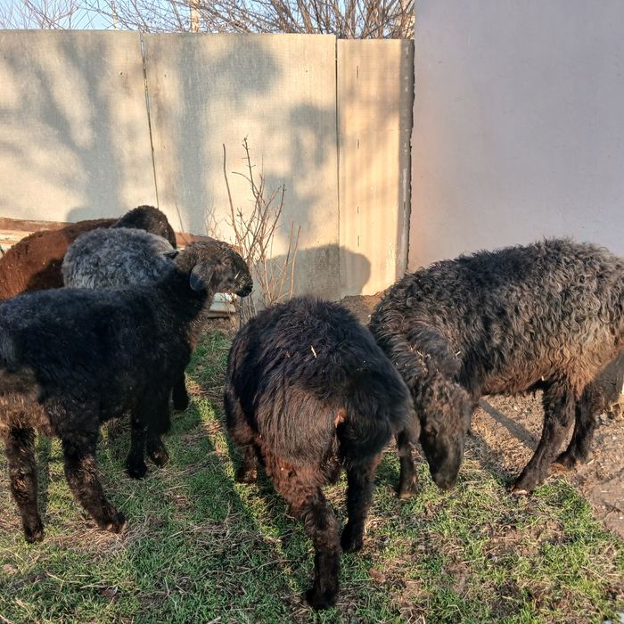 Қойлар сатылады.