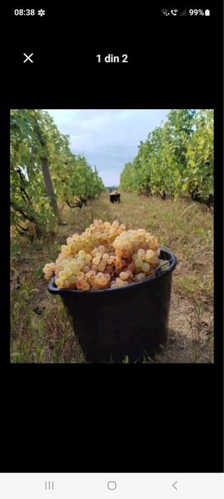 Vand struguri de vin