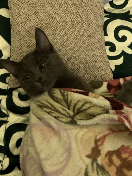 Котенок мальчик бесплатно