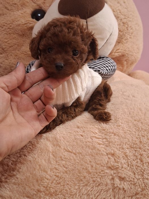 Пудел  Тийкъп Момченце  с Родословие