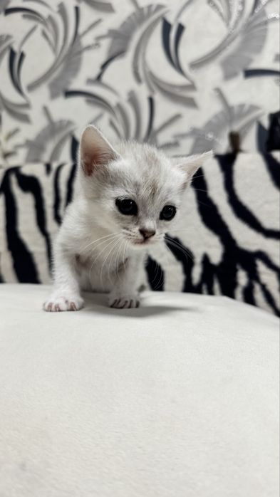 Очаровательные котята ищут любящий дом!