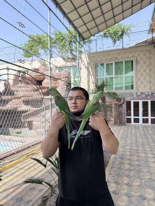 Aleksandiriskiy ручной