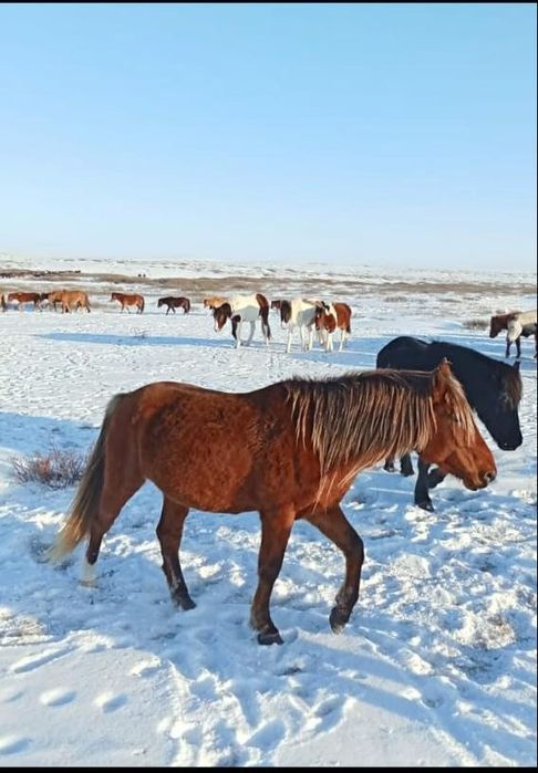 Бесті айғыр сатылады үйірге салынған