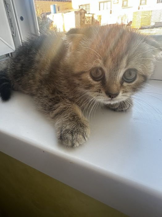 Шотландская вислоухая кошки