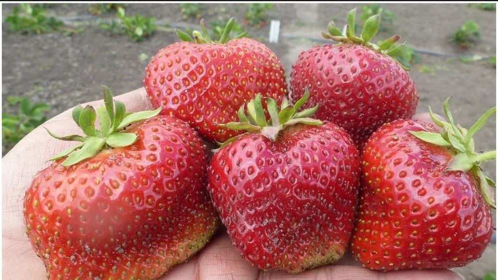 Саженцы клубники