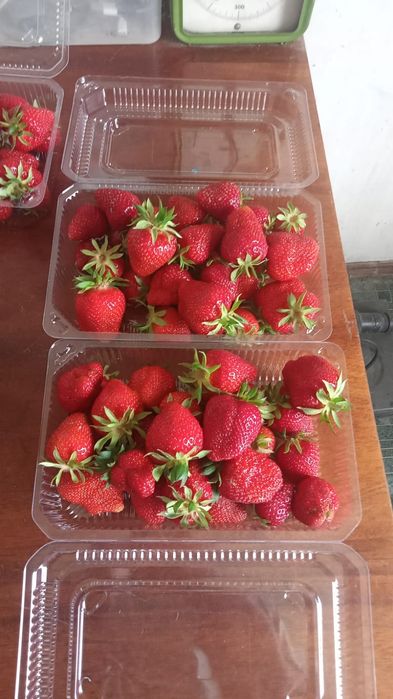 Продаётся местная клубника