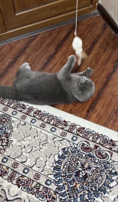 Продаётся шотландский фолд