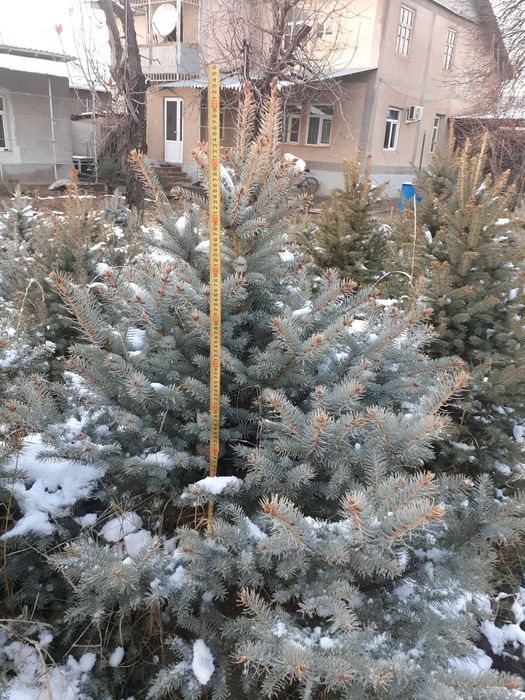 Голубая ель сотилади арзон. 500мингдан-1.5млнгача