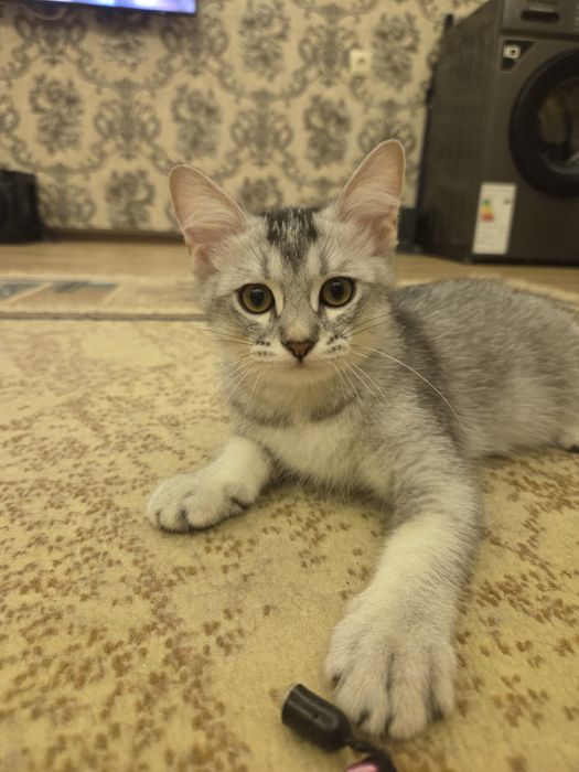 Отдам котят в хорошие руки