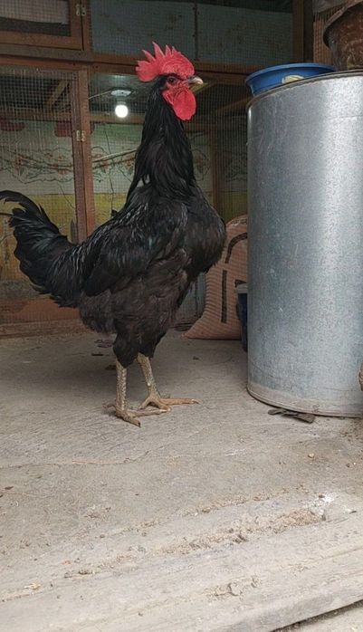 Tolyatti shahridagi qiz bilan jinsiy aloqa