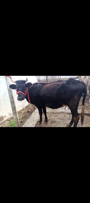 Boʻgʻoz 2-tugʻishiga 8-oyli