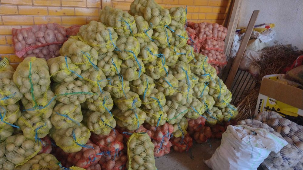 Cartofi albi direct din ferma