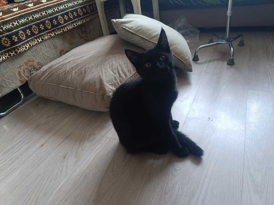 Котята . 4 месяца