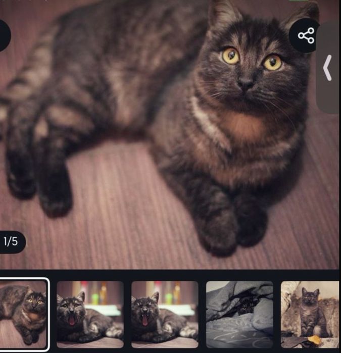 Кот лунтик годик