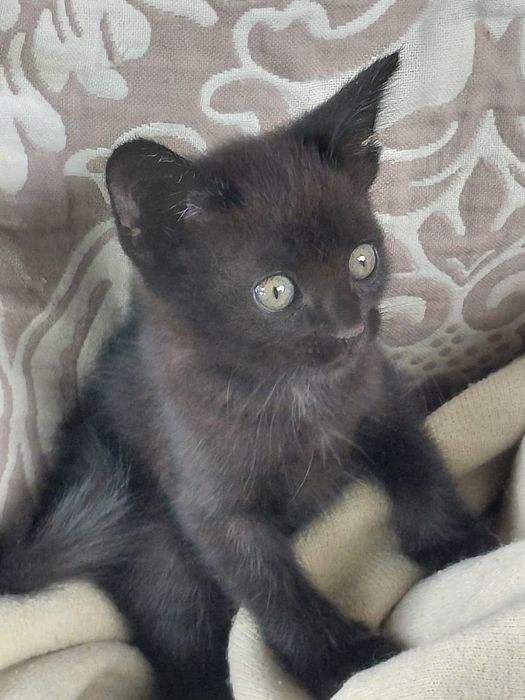 Котята бесплатно