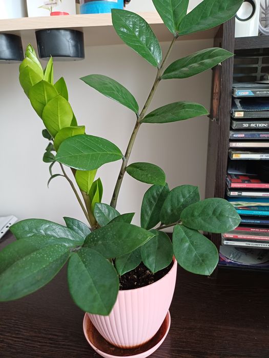 Продам замиоку́лькас