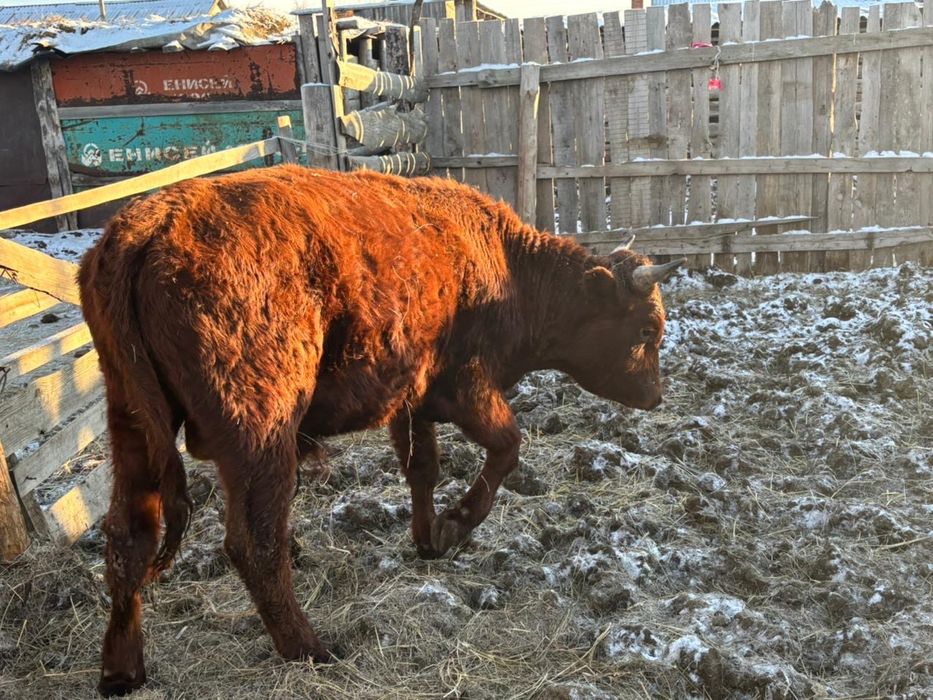 Продается 10 голов бычки