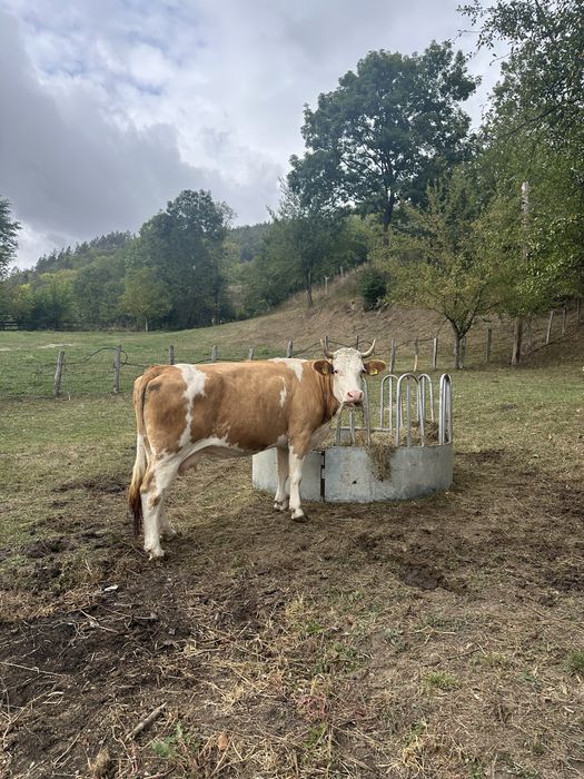 Vand bovina tanara