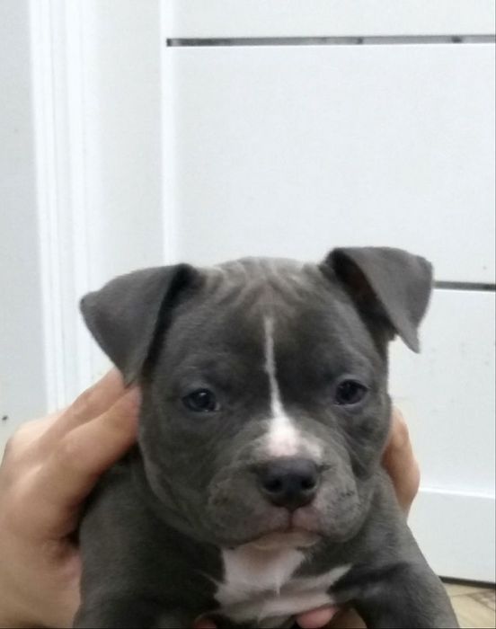 Отдам в добрые руки щенка