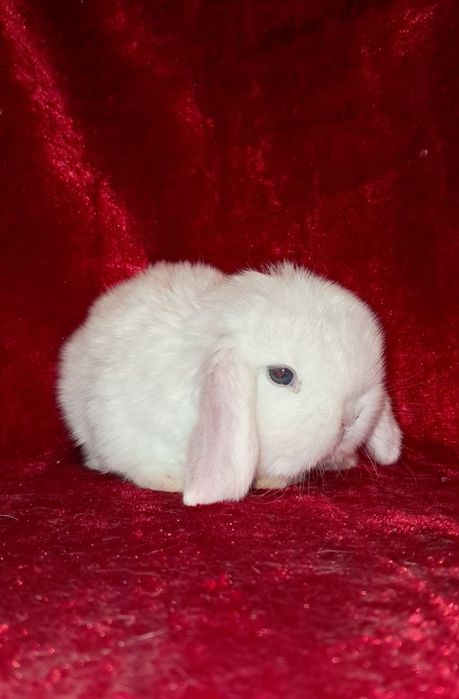 Продаются декоративные кролики (карлики)