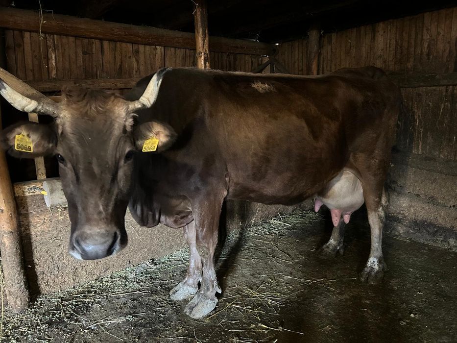 Vand vaca bruna, care a fatat recent